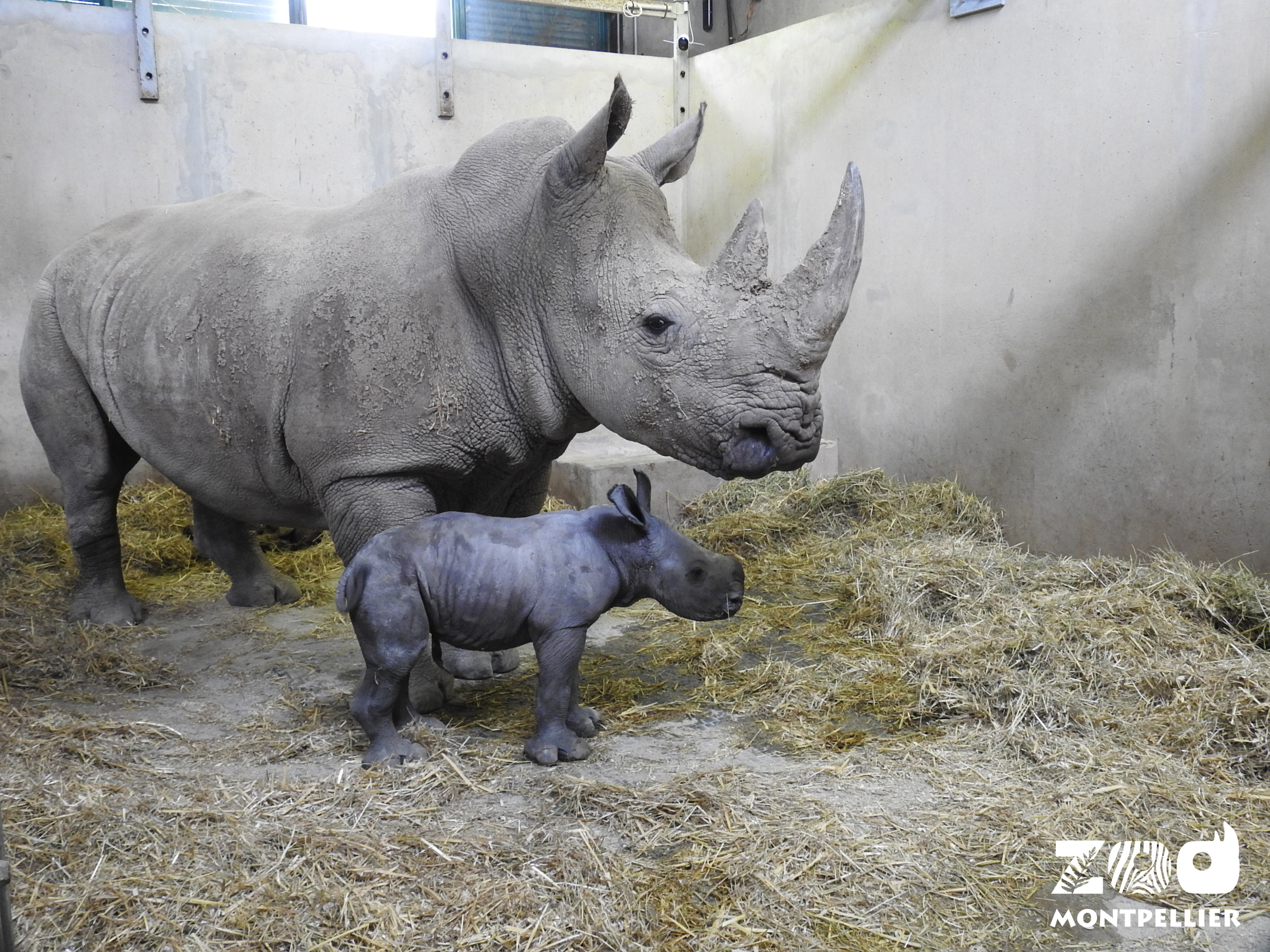 © Zoo de Montpellier