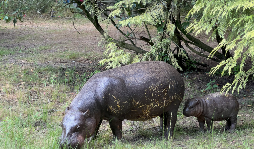 © Parc de Branféré