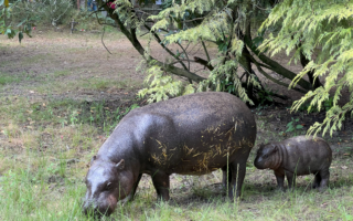 © Parc de Branféré