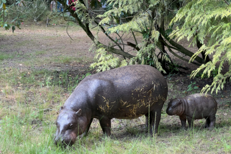 © Parc de Branféré