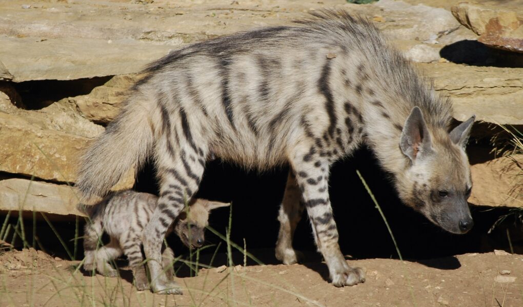 © Parc animalier de La Barben