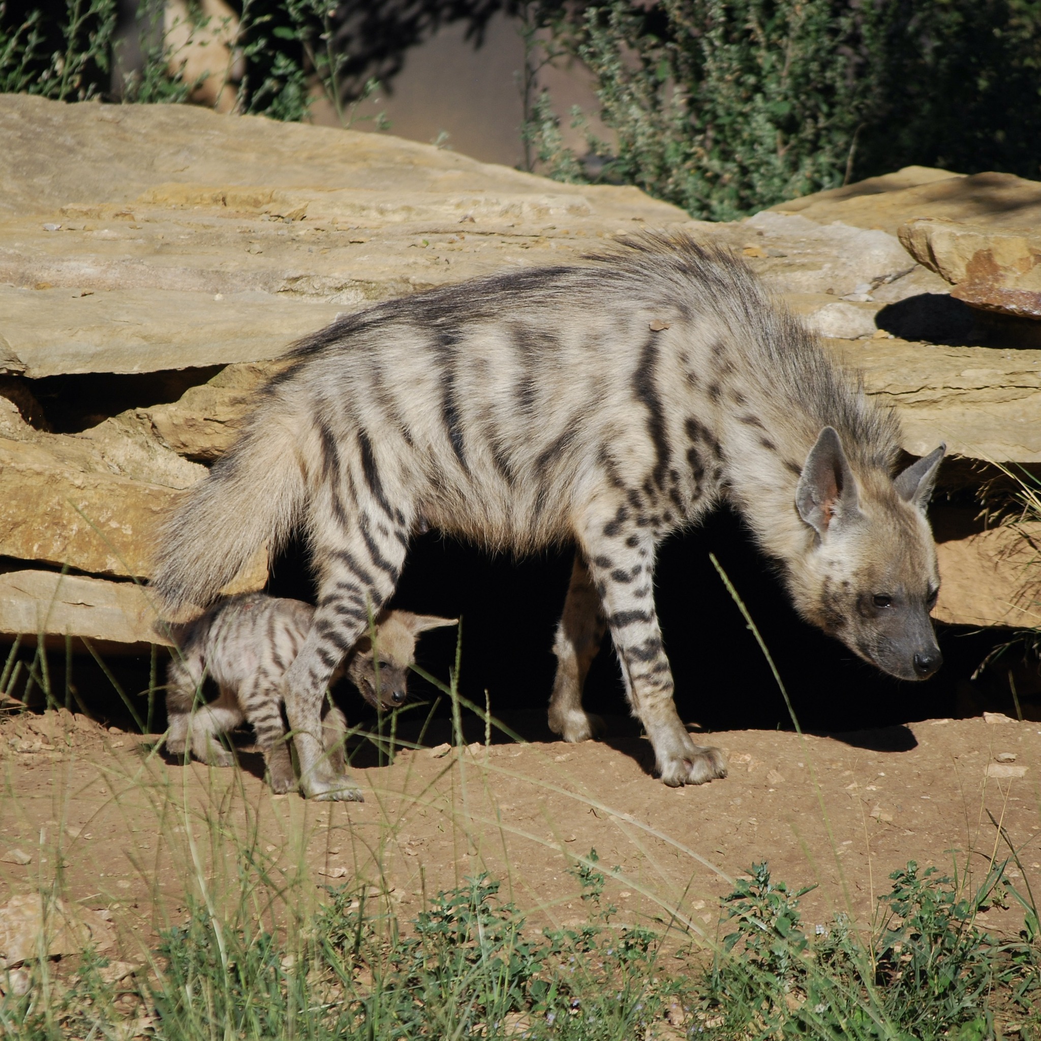 © Parc animalier de La Barben