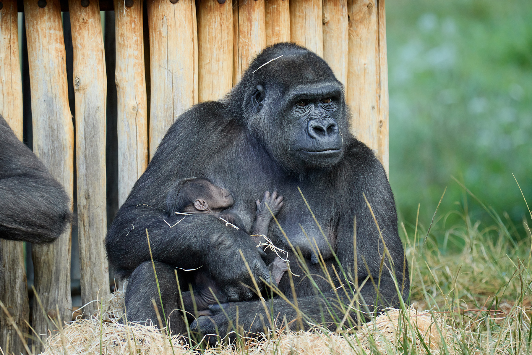 © Florence Perroux - Zoo de La Palmyre