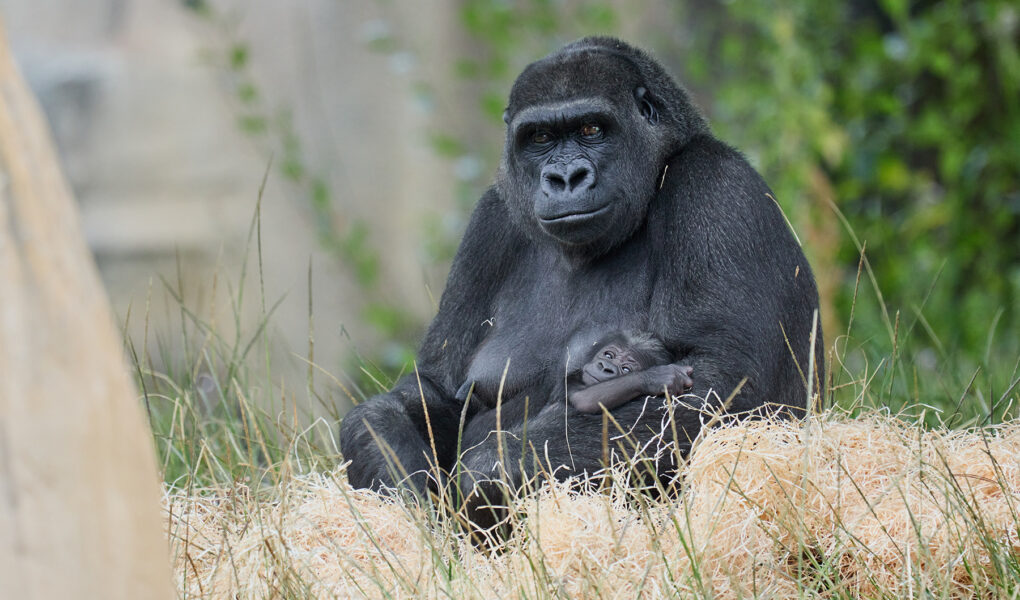 © Florence Perroux - Zoo de La Palmyre