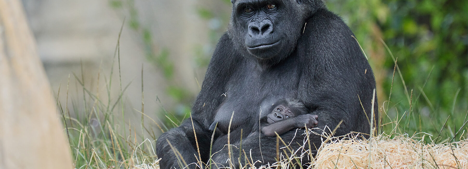 © Florence Perroux - Zoo de La Palmyre