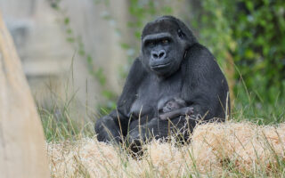 © Florence Perroux - Zoo de La Palmyre