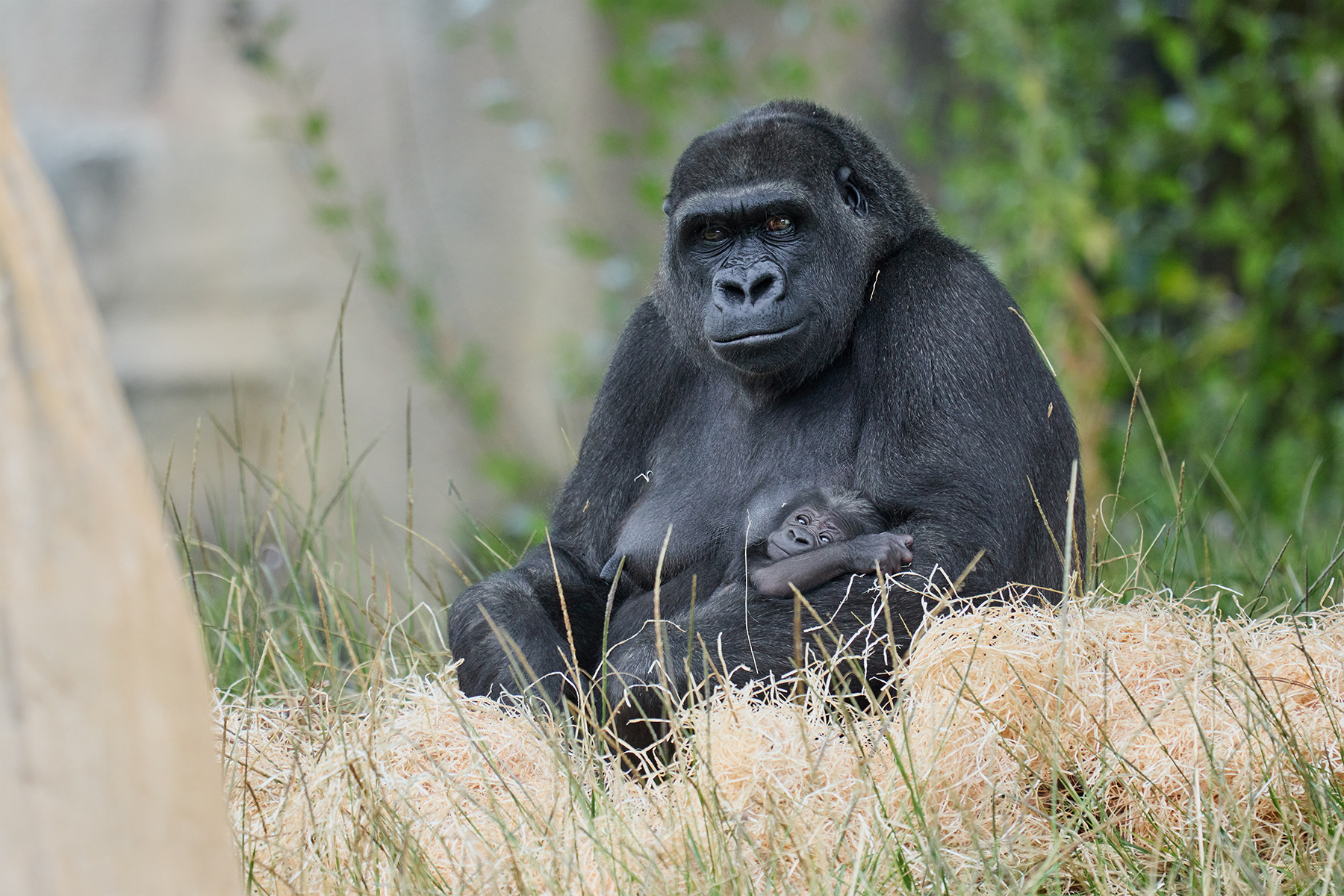 © Florence Perroux - Zoo de La Palmyre