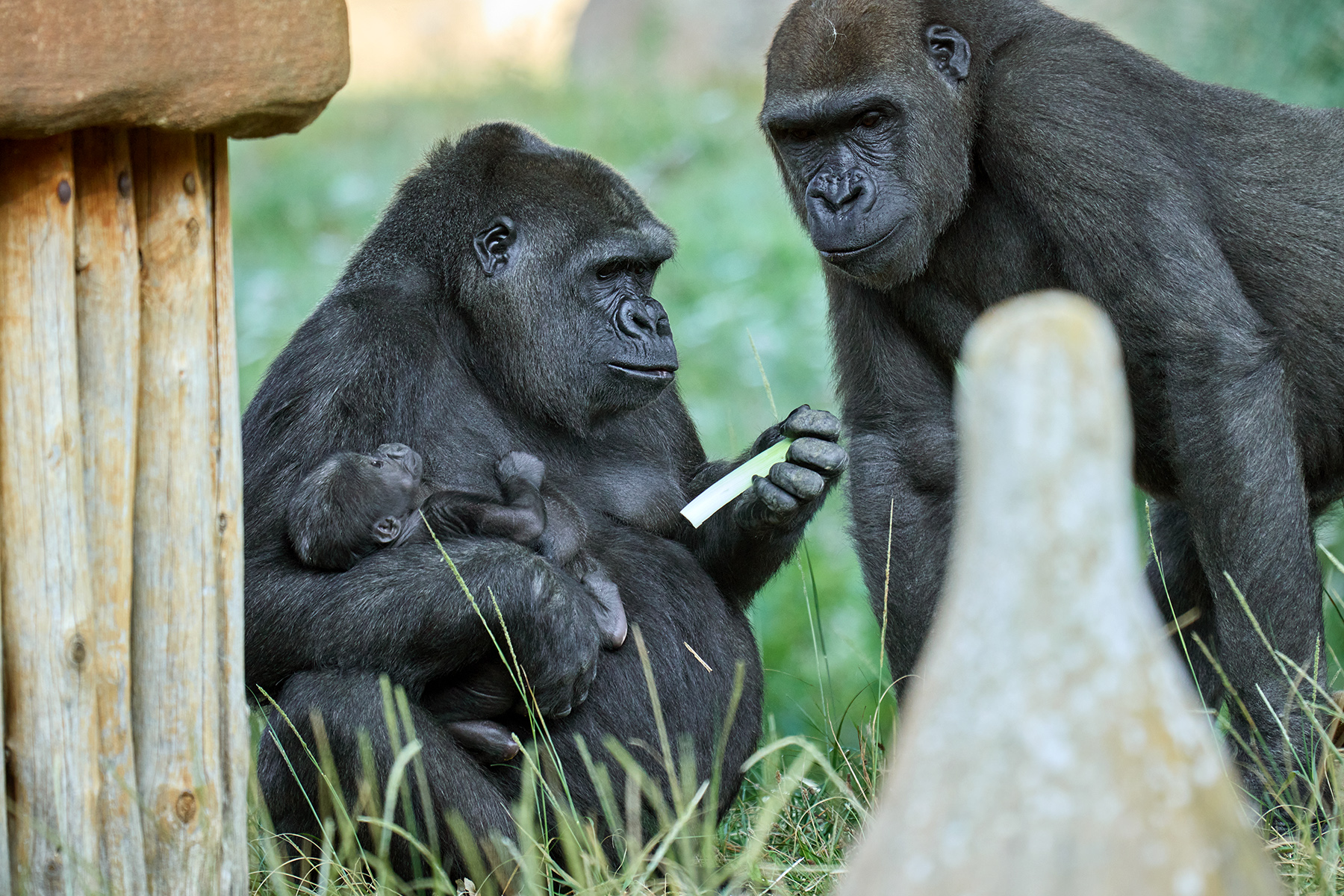 © Florence Perroux - Zoo de La Palmyre