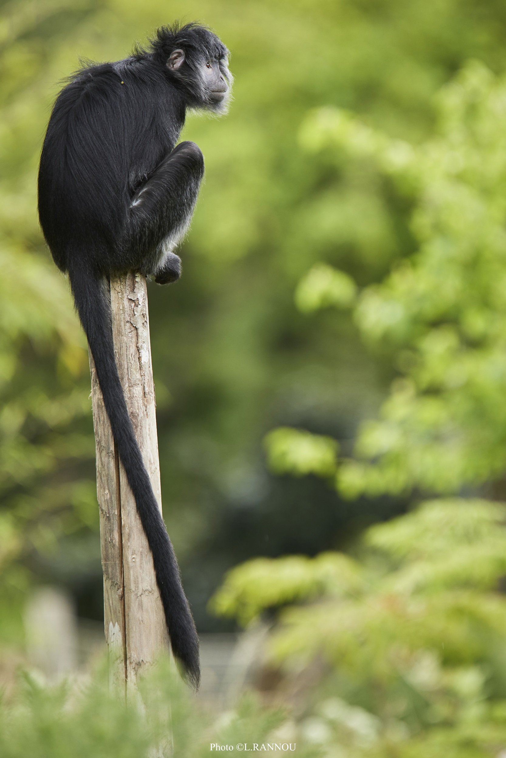 © Laurent Rannou - Parc de Branféré