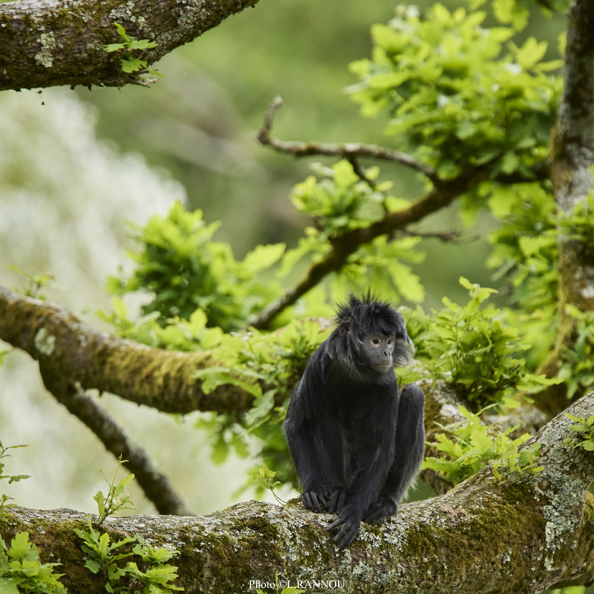 © Laurent Rannou - Parc de Branféré