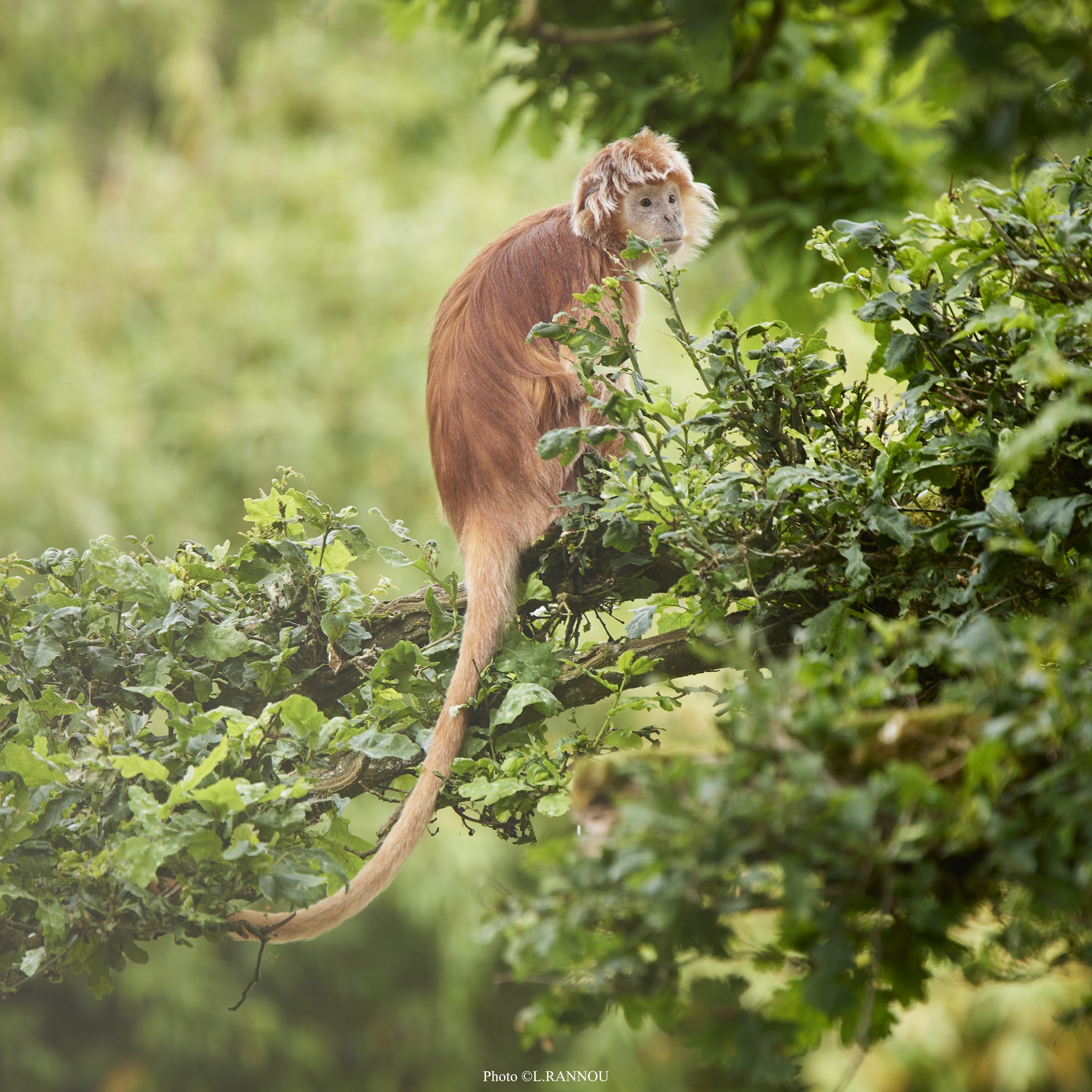 © Laurent Rannou - Parc de Branféré