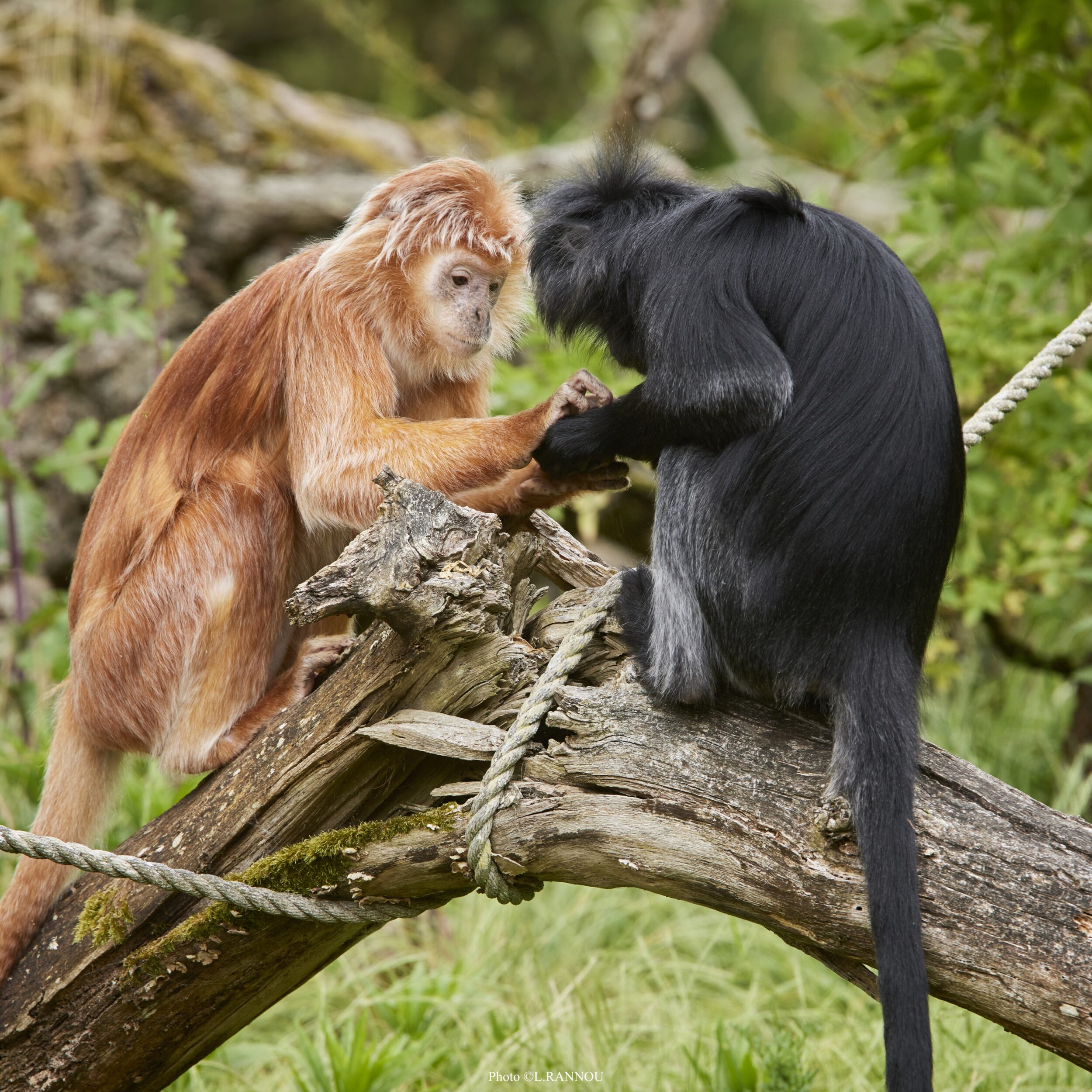 © Laurent Rannou - Parc de Branféré