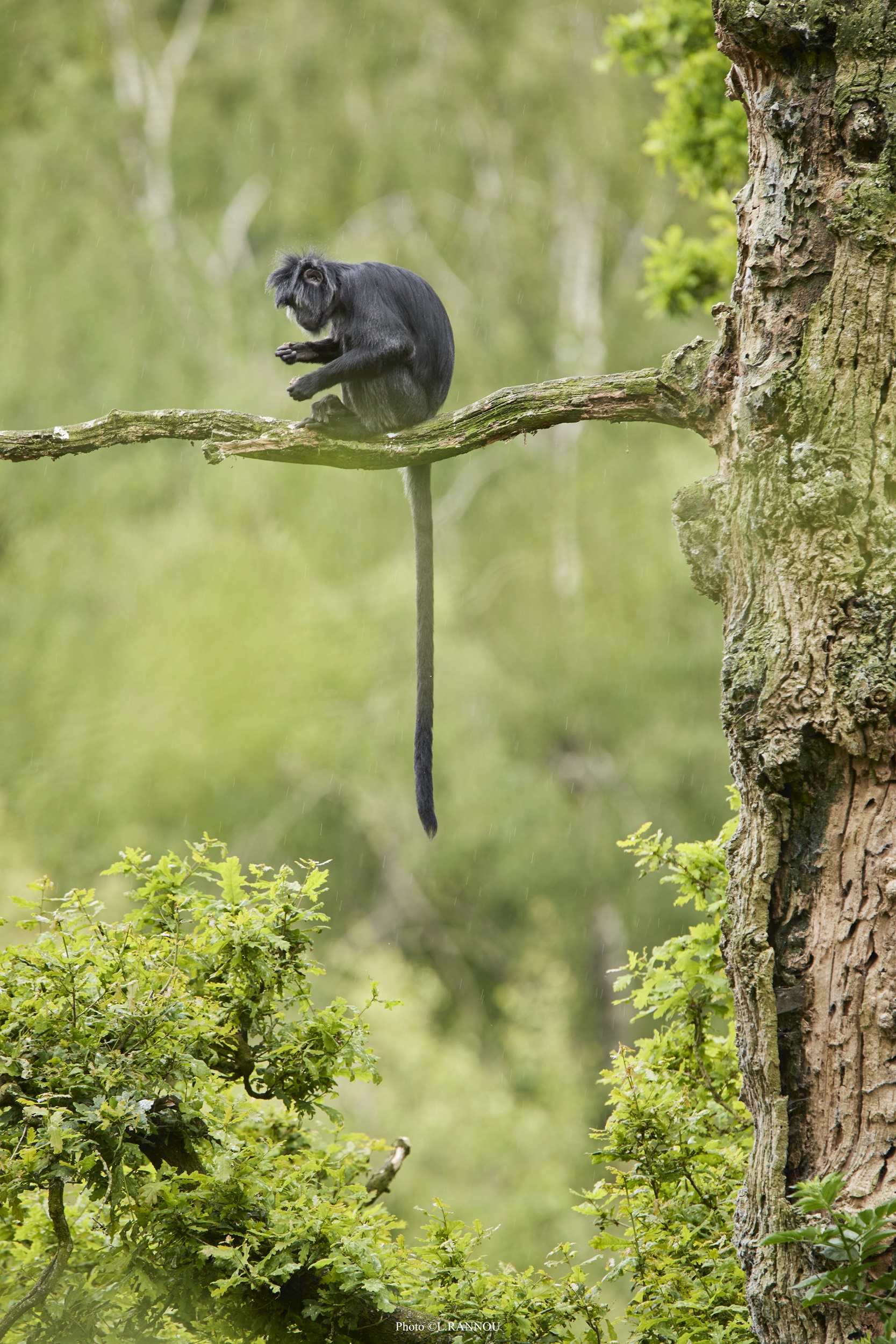 © Laurent Rannou - Parc de Branféré