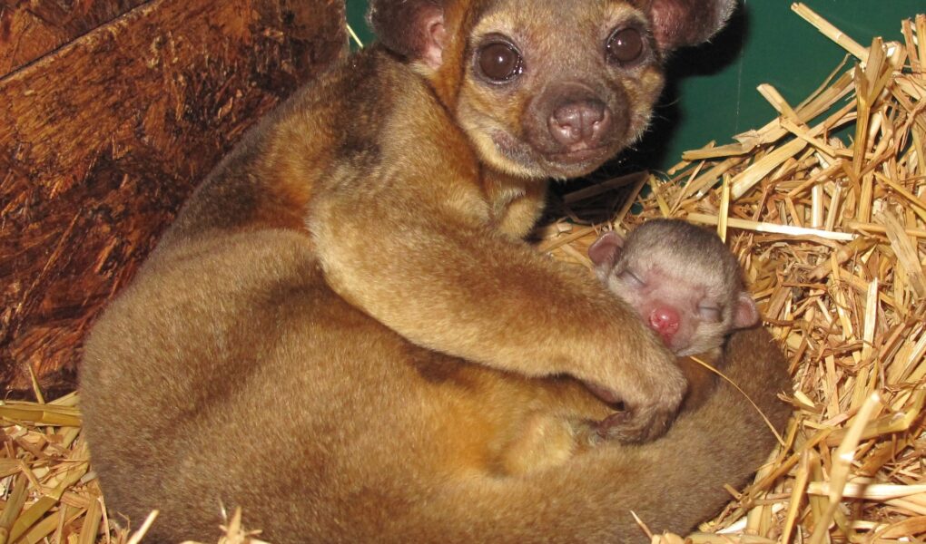 © Zoo du Bois d'Attilly