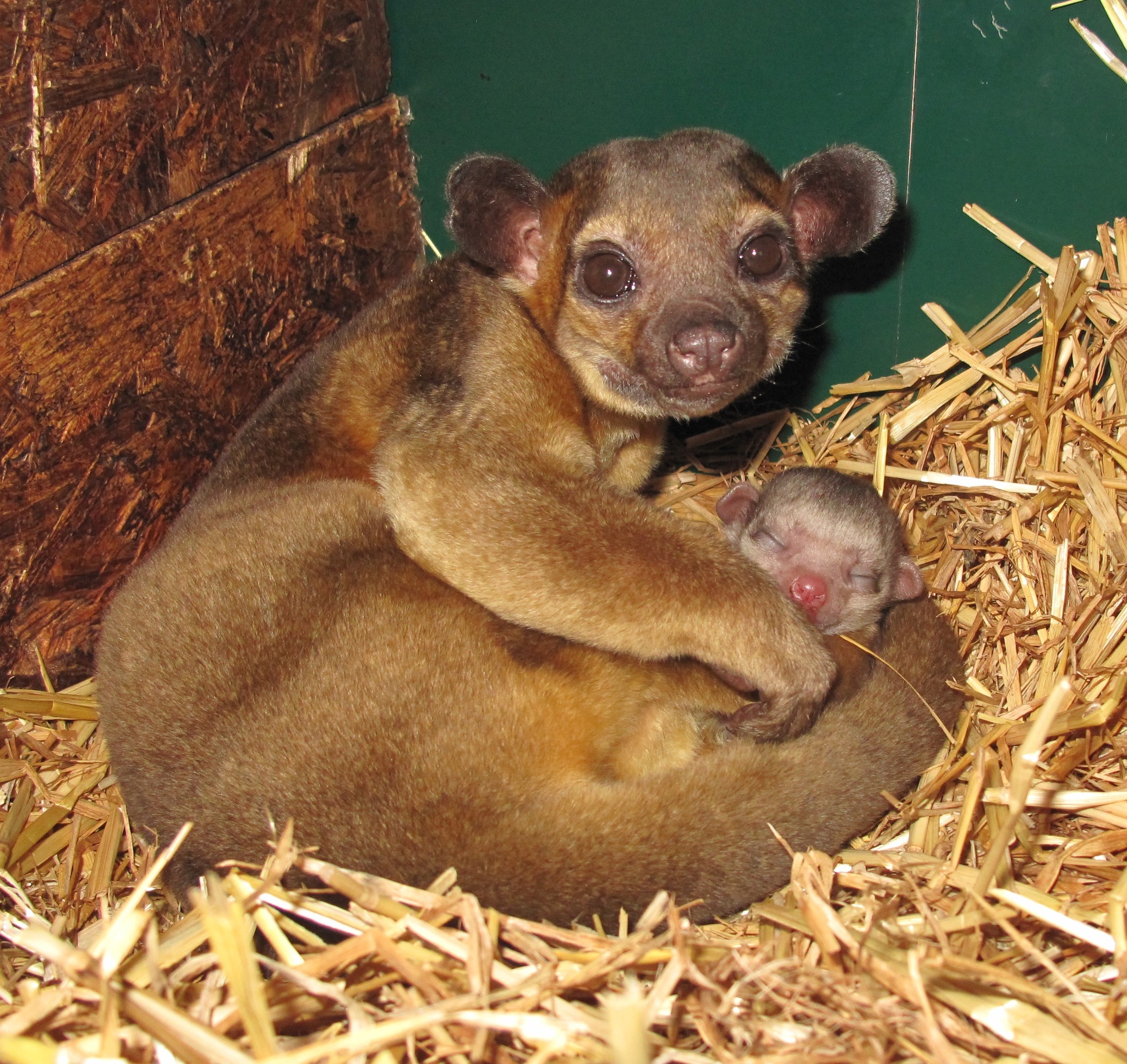 © Zoo du Bois d'Attilly