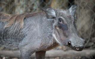 © Zoo de Lille