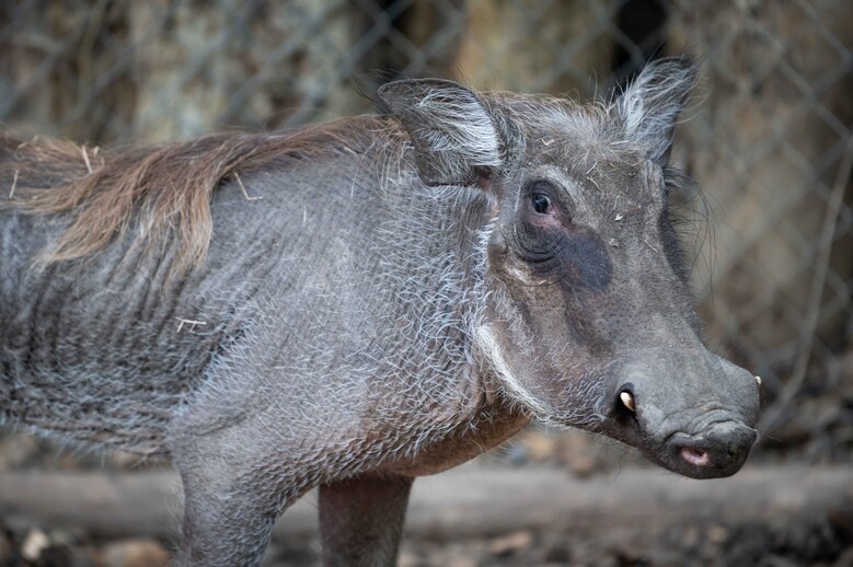 © Zoo de Lille