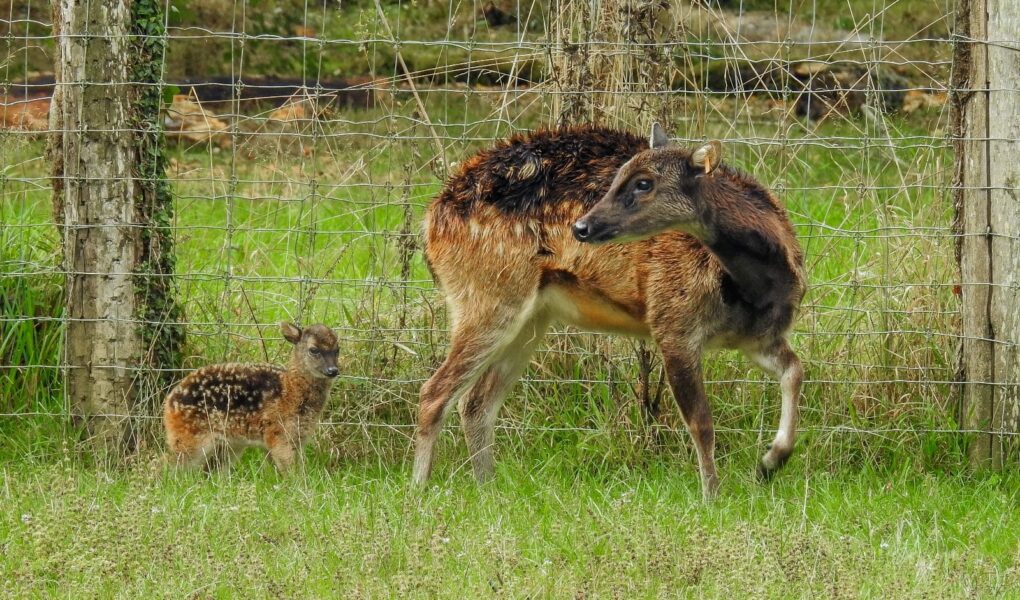 © Parc Zoo du Reynou