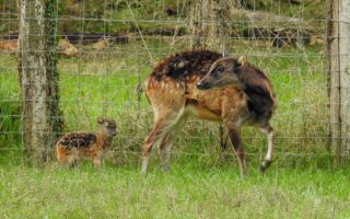 © Parc Zoo du Reynou