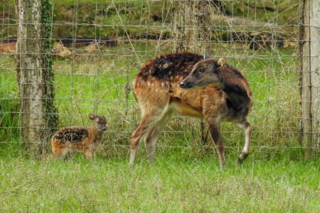 © Parc Zoo du Reynou