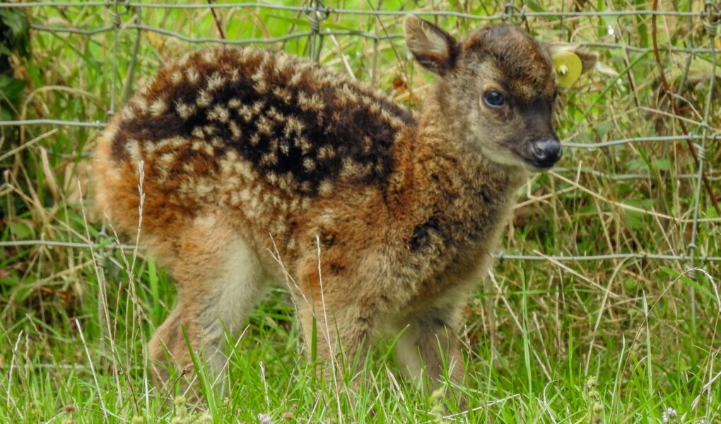 © Parc Zoo du Reynou