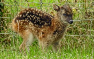 © Parc Zoo du Reynou