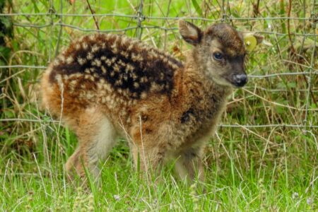 © Parc Zoo du Reynou