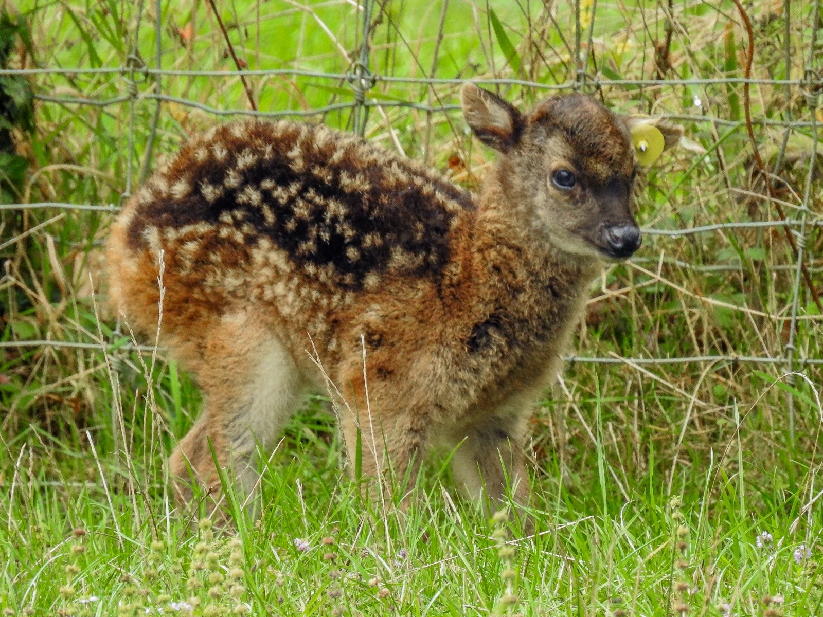 © Parc Zoo du Reynou