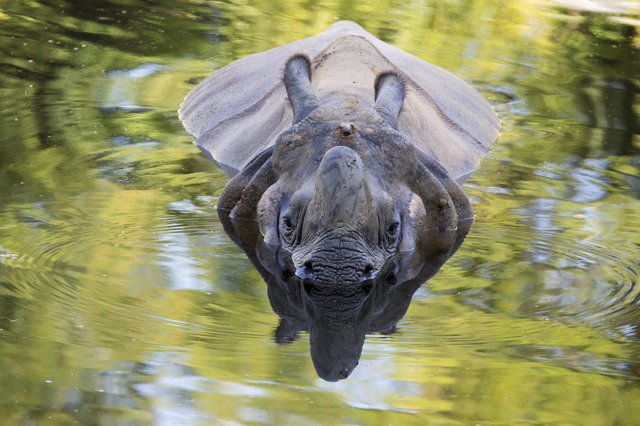 © ZooParc de Beauval