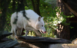 © Zoo de La Flèche