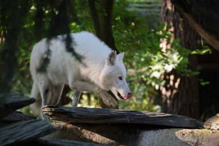 © Zoo de La Flèche