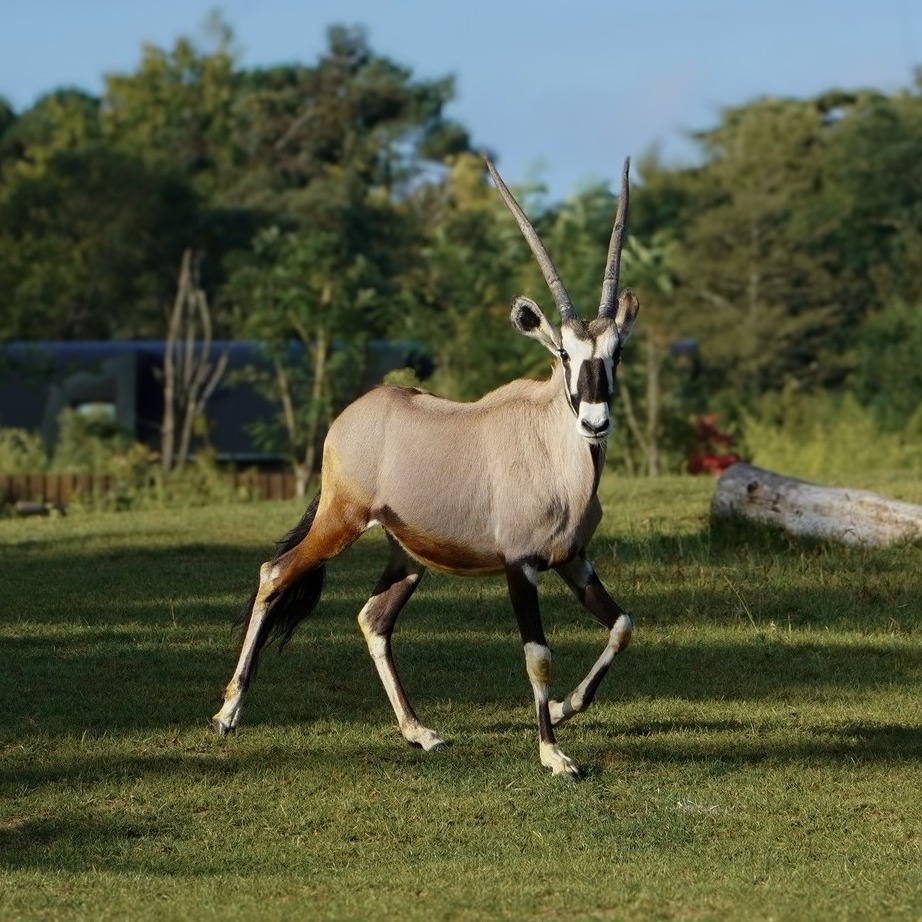 © Zoo de La Flèche