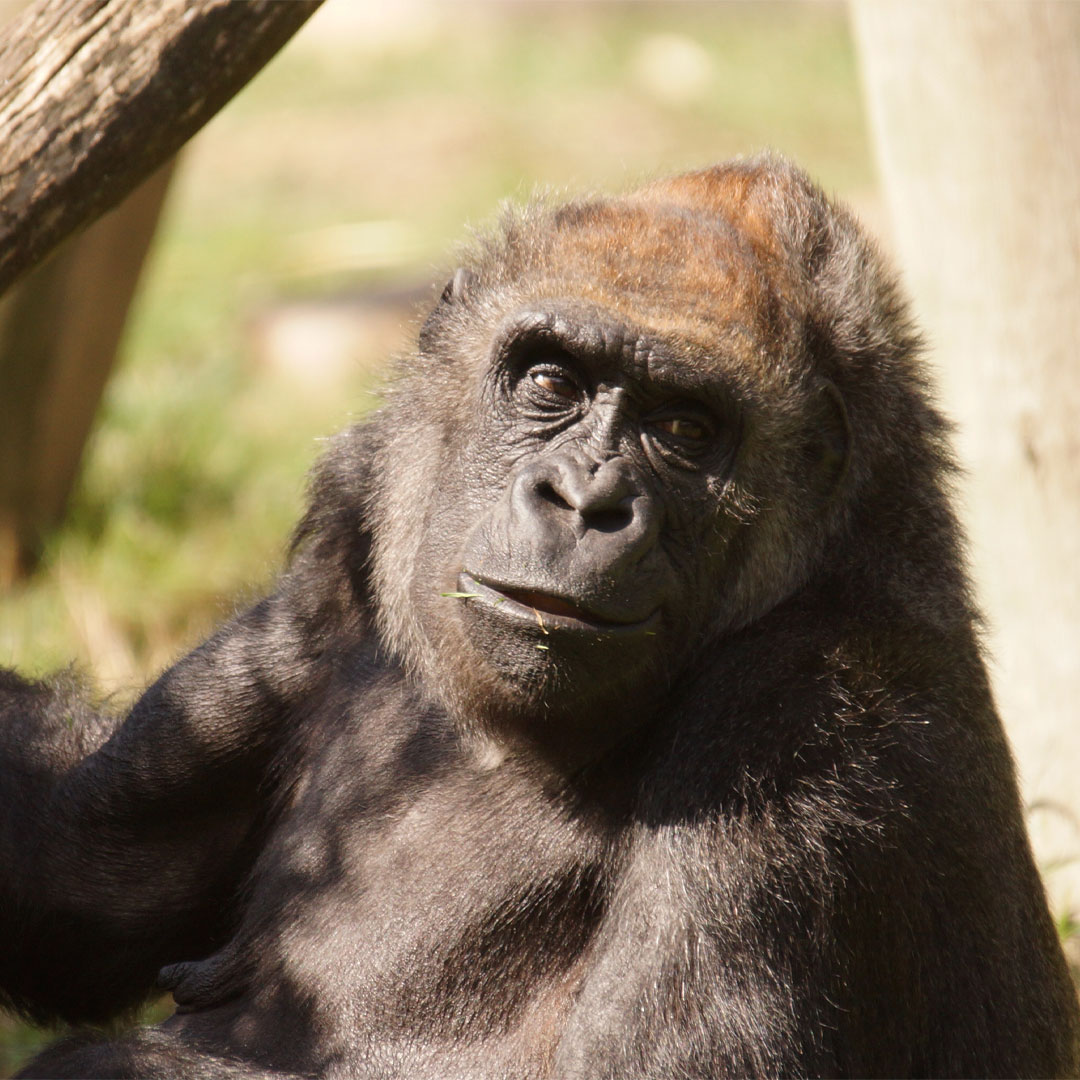 © ZooParc de Beauval