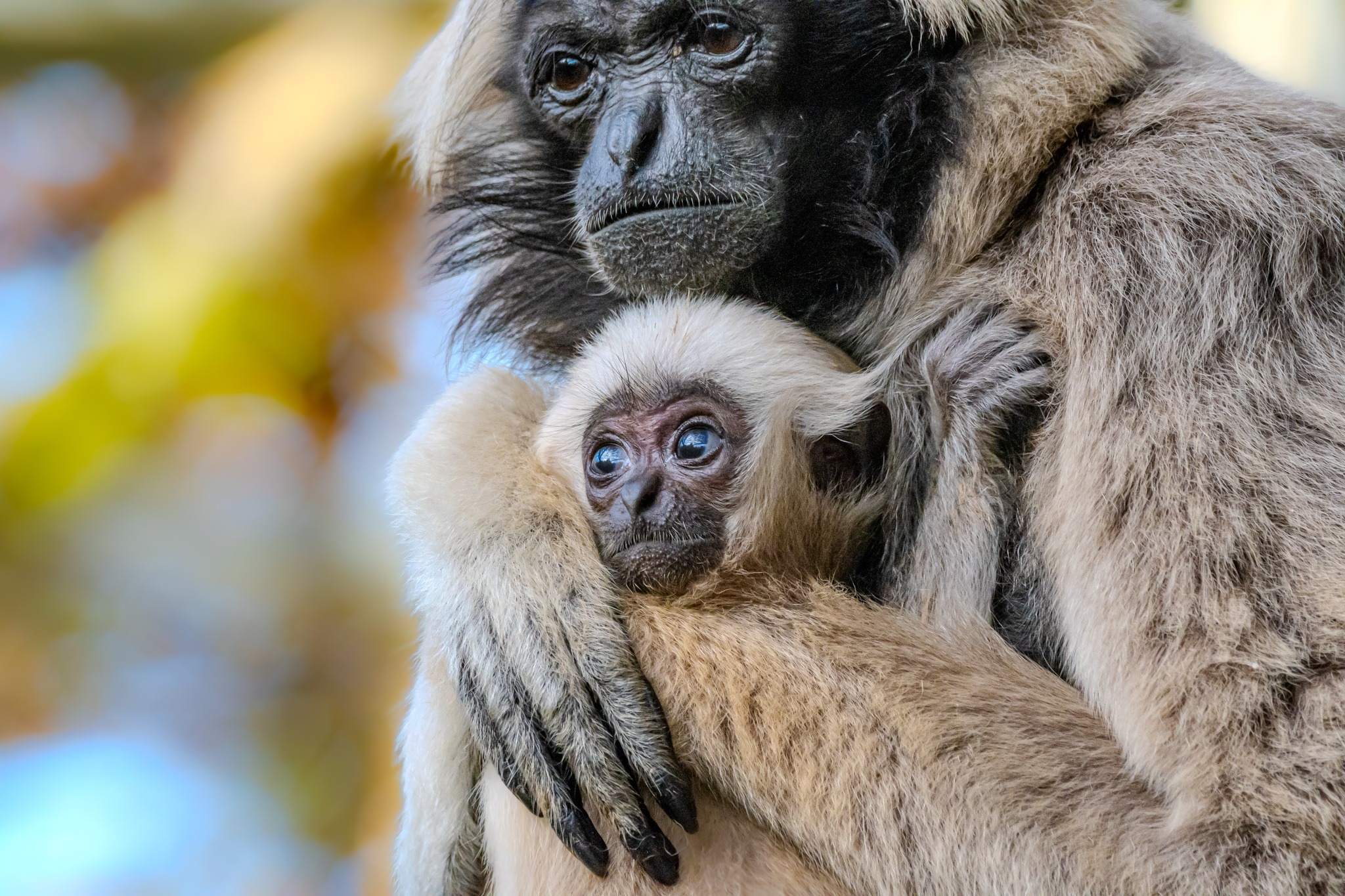 © Armand Lateulere - Zoo d'Asson