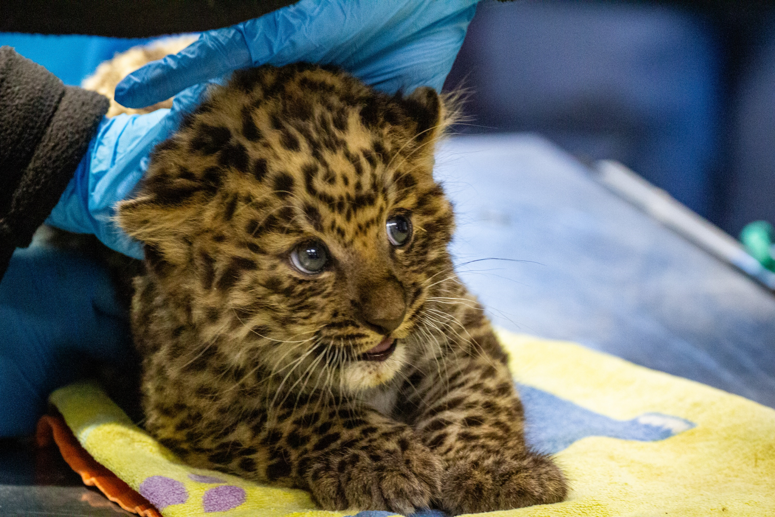 © Parc animalier d'Auvergne