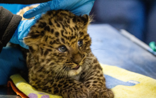 © Parc animalier d'Auvergne