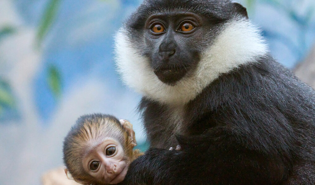 © F. Perroux - Zoo de La Palmyre