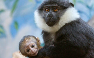 © F. Perroux - Zoo de La Palmyre