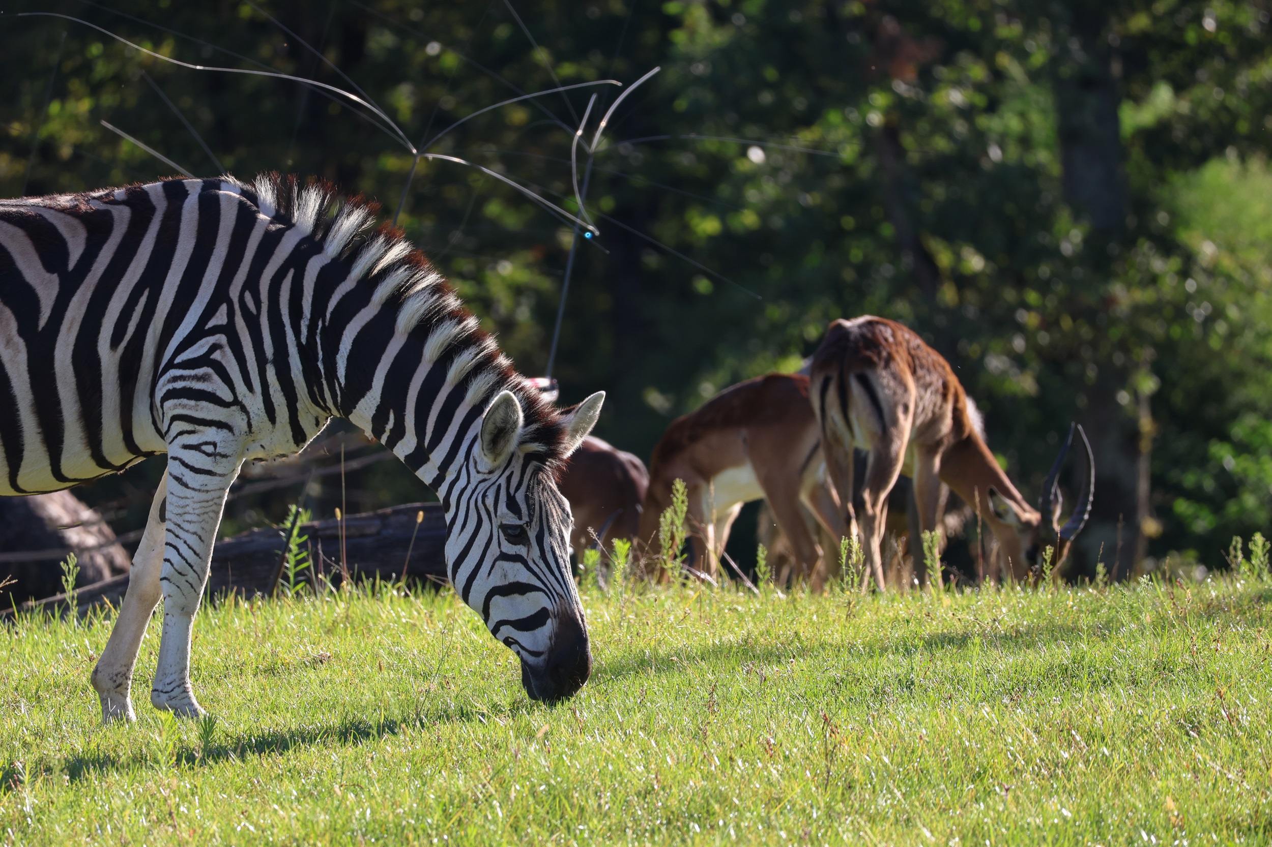 © Zoo de La Flèche