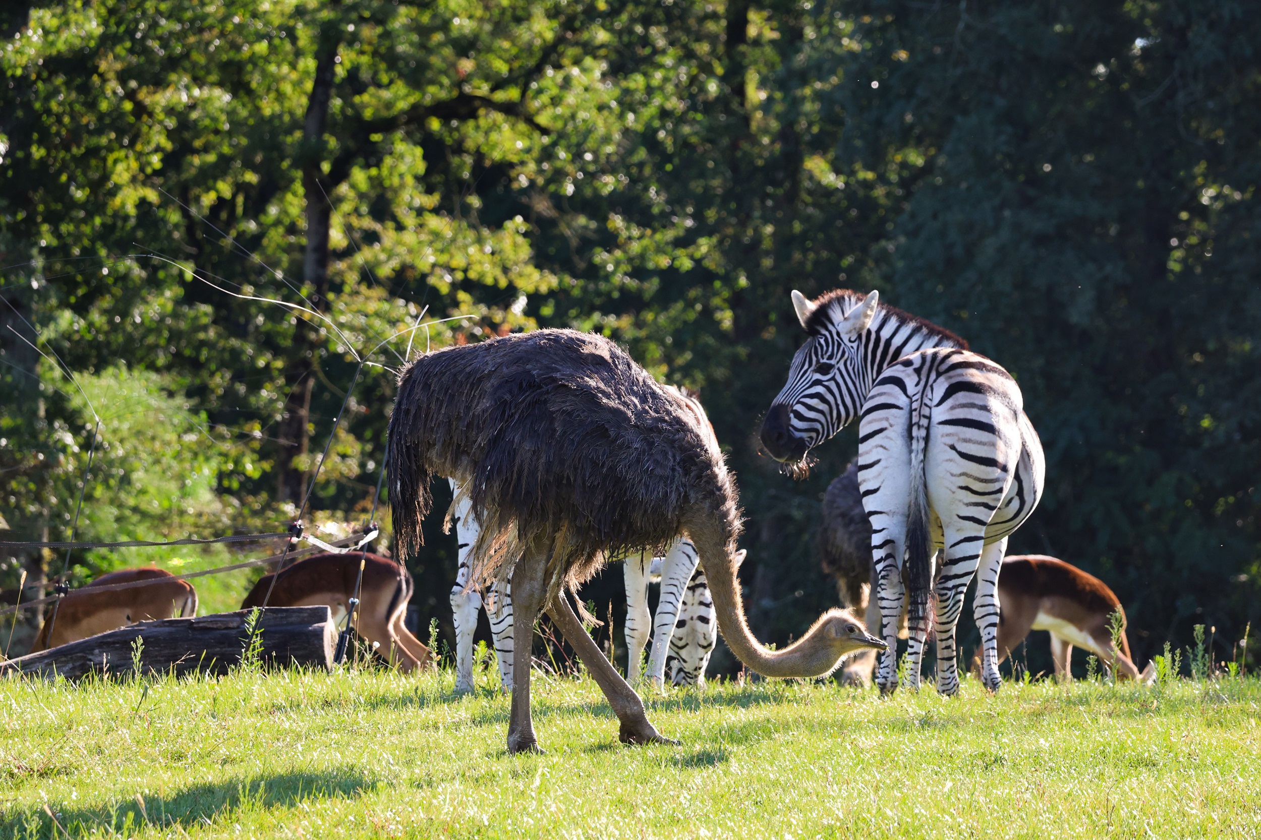 © Zoo de La Flèche