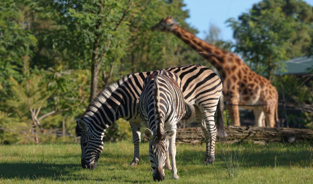 © Zoo de La Flèche