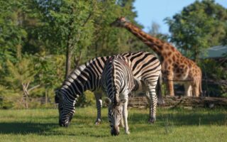 © Zoo de La Flèche