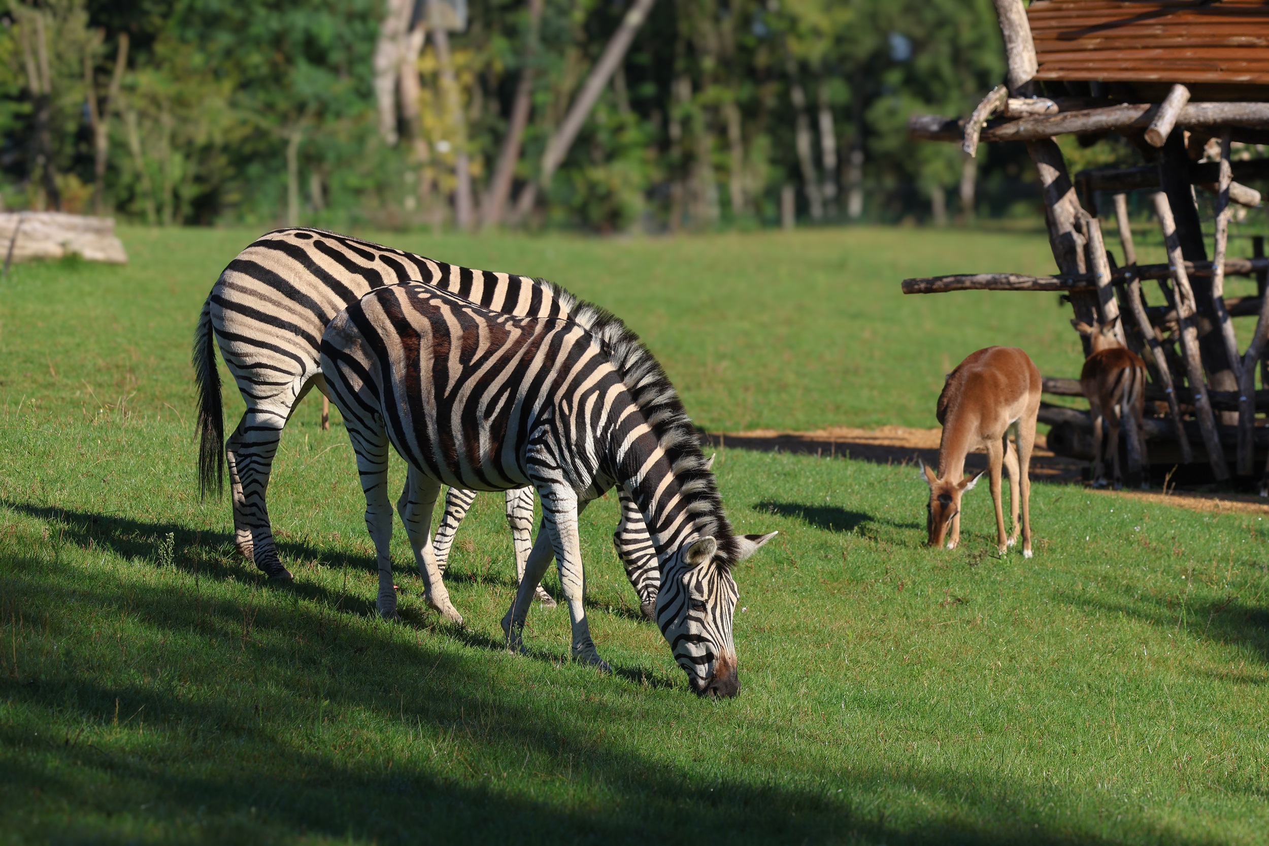 © Zoo de La Flèche