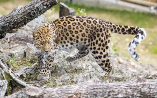 © Parc animalier d'Auvergne