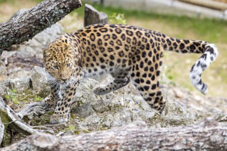 © Parc animalier d'Auvergne