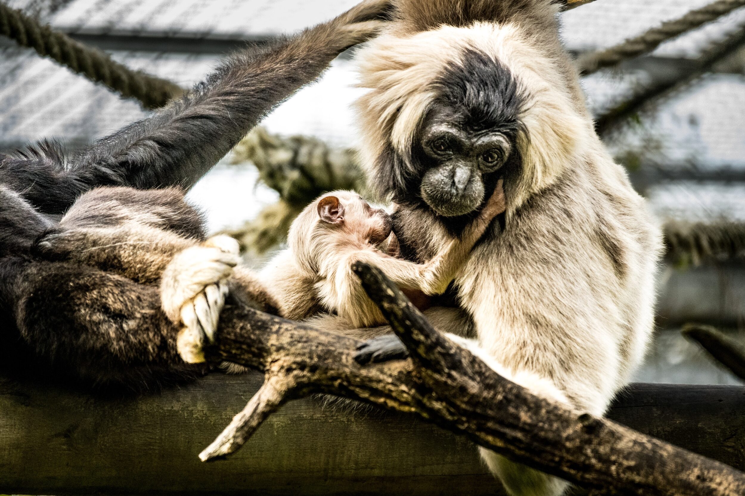 © Armand Lateulere - Zoo d'Asson