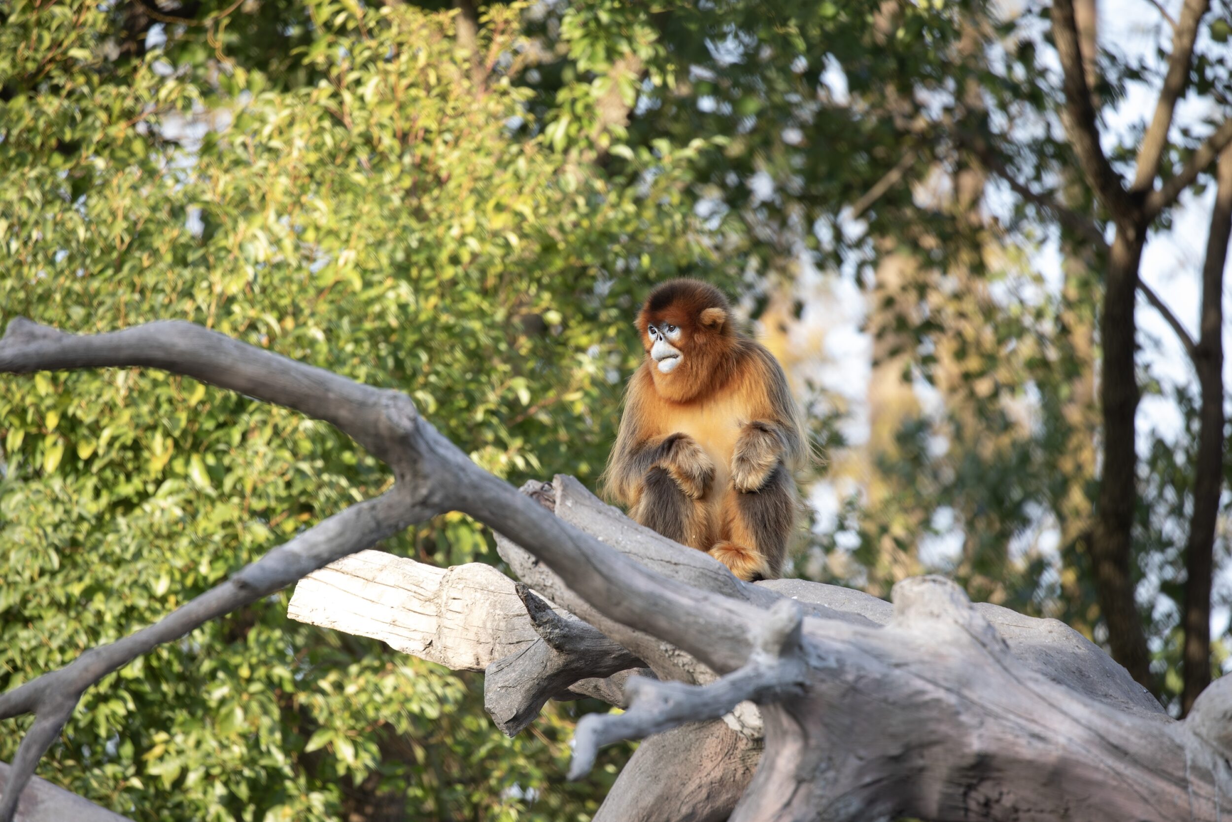 © ZooParc de Beauval