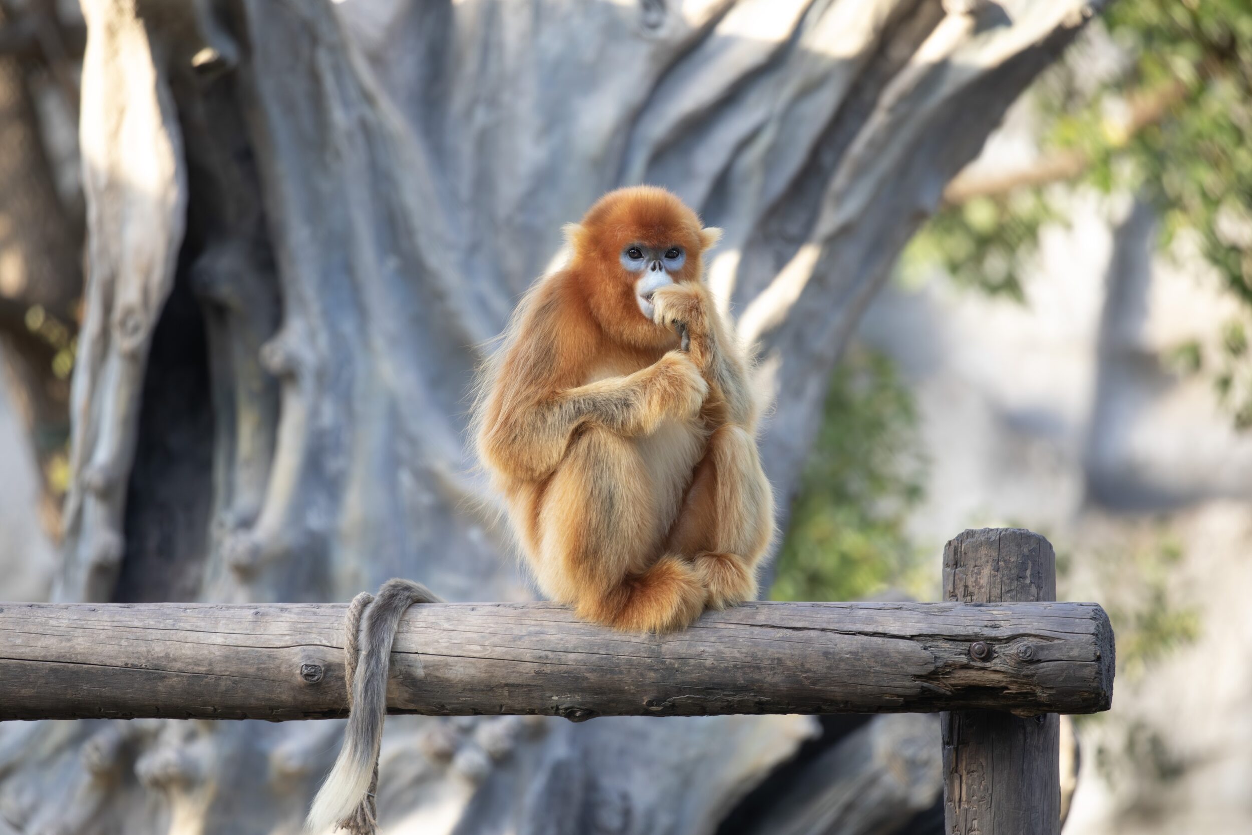 © ZooParc de Beauval