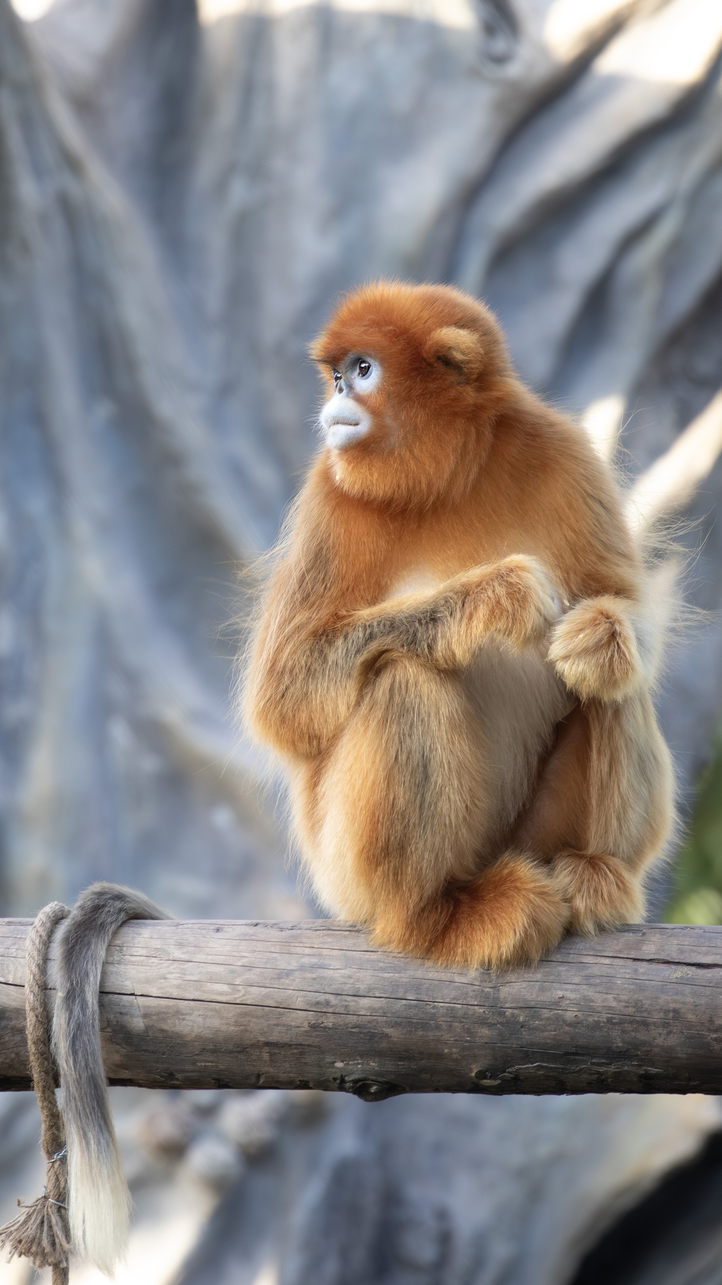 © ZooParc de Beauval