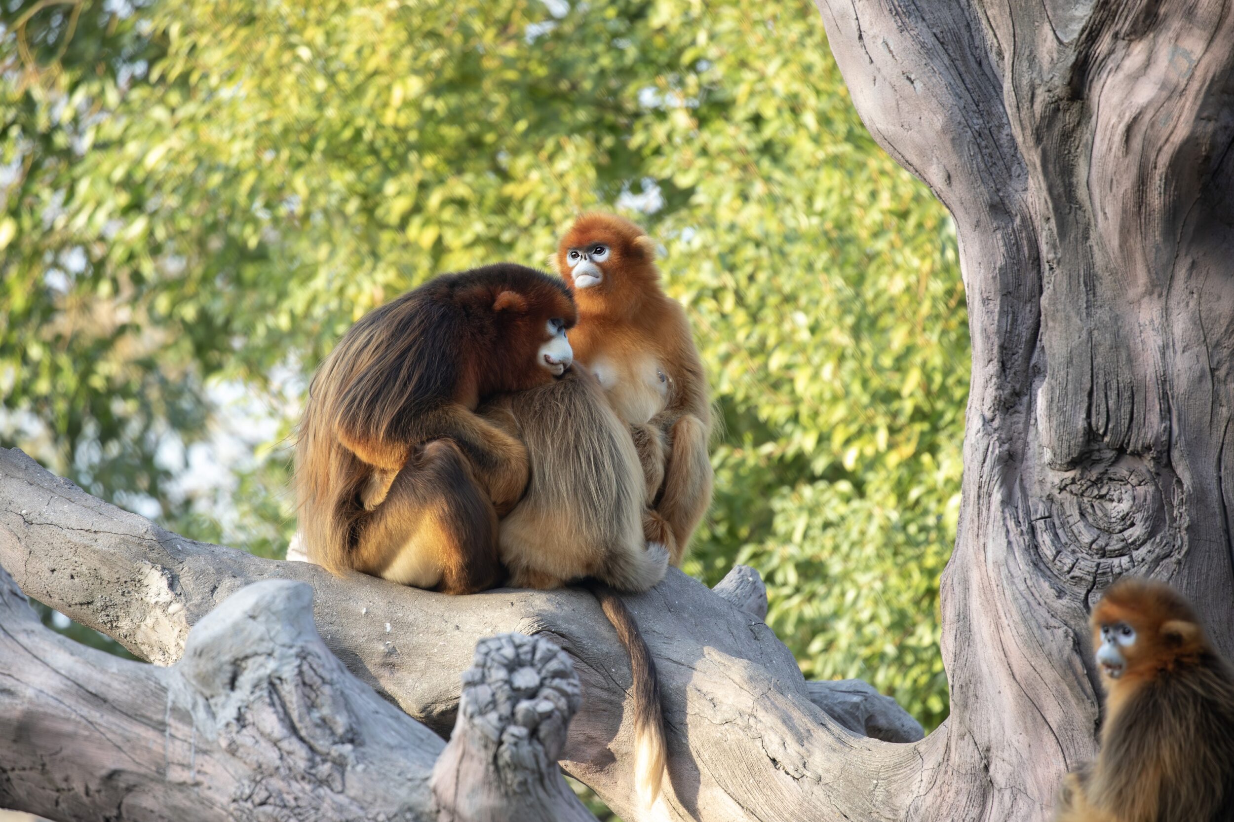 © ZooParc de Beauval